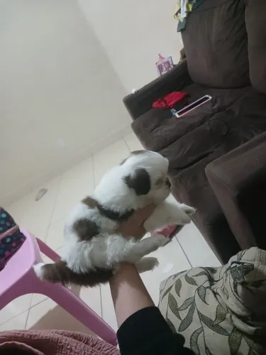 Shihtzu macho