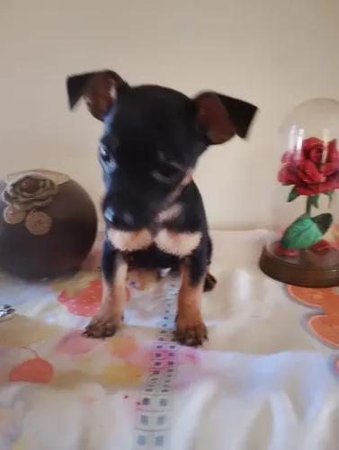 Vende-se um cachorro pinscher número 0 no valor de r$ 1100