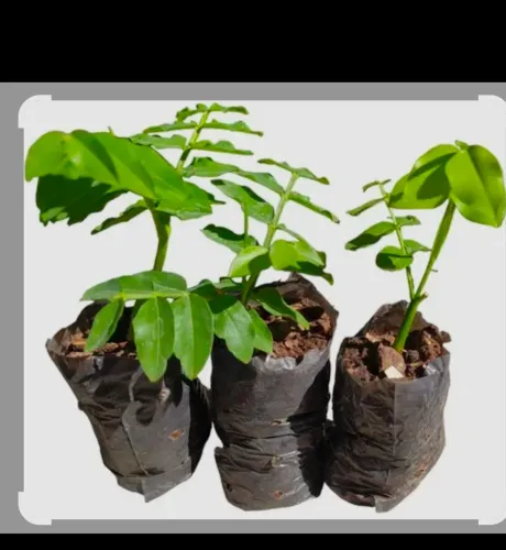 Venda de mudas de cumbaru