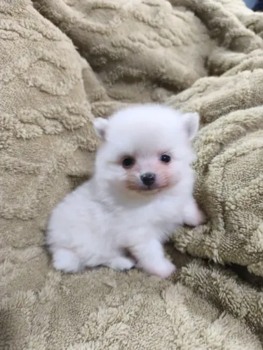 Fêmea Spitz alemão branca (Lulu da Pomerânia)