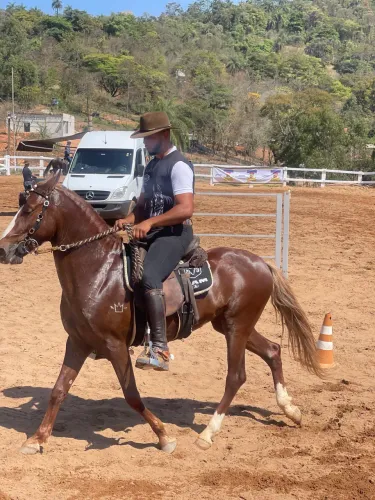 Cavalo mangalarga marchador registrado