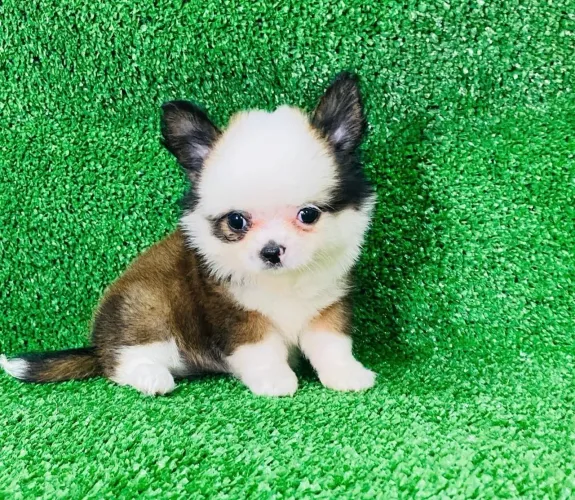 Chihuahua- mini, beleza e muito amor 