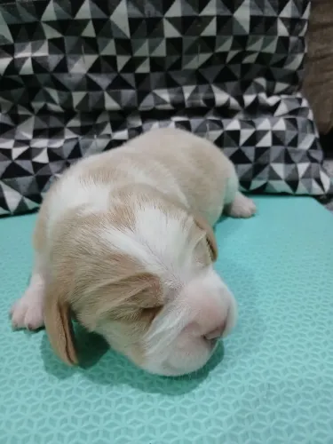 Filhotes de beagle 