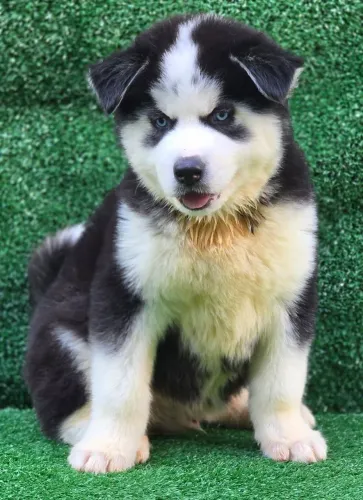 Husky siberiano com PEDIGREE ALKC registrado vacinados e vermífugados 3vezes