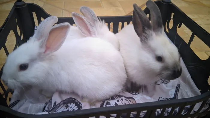 Coelhos Polonêses, 3 meses