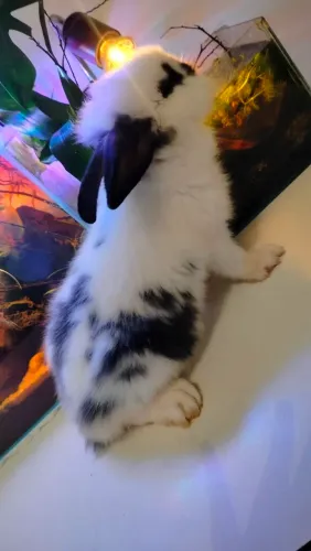 Filhotes Lionhead PUROS