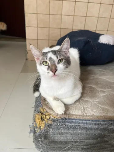 Doação de gato