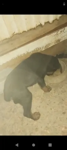 Vende se Filhote de ratiwaler macho
