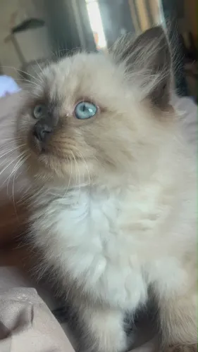 Vendo gato Ragdoll