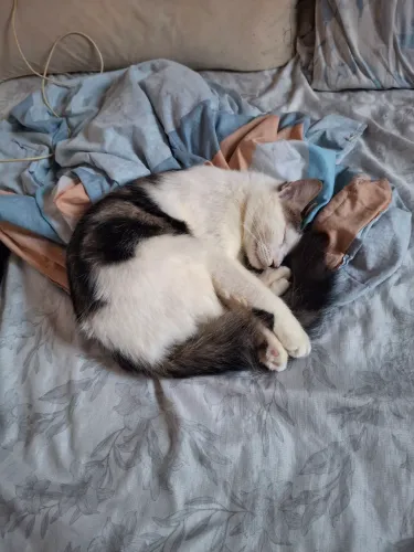 gato rajado/branco com rabo espanador