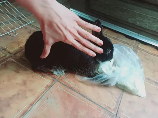 Coelho anão netherland dwarf