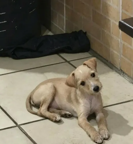 Doação Filhote de cachorro fêmea 