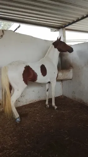 Cavalo