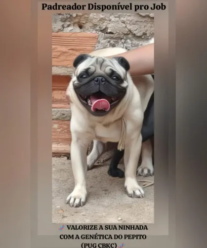 O PEPITO TÁ ON PRO JOB! (PUG CBKC PARA CRUZA)
