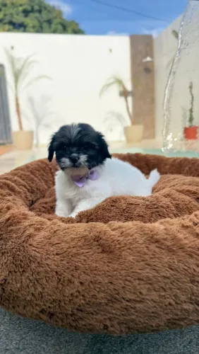 Lhasa Apso carinhoso 