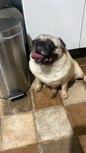 Pug fêmea 2 anos