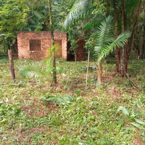 Terreno em Mosqueiro 30x90 com açaizal na Bacabeira (Aceito Proposta)