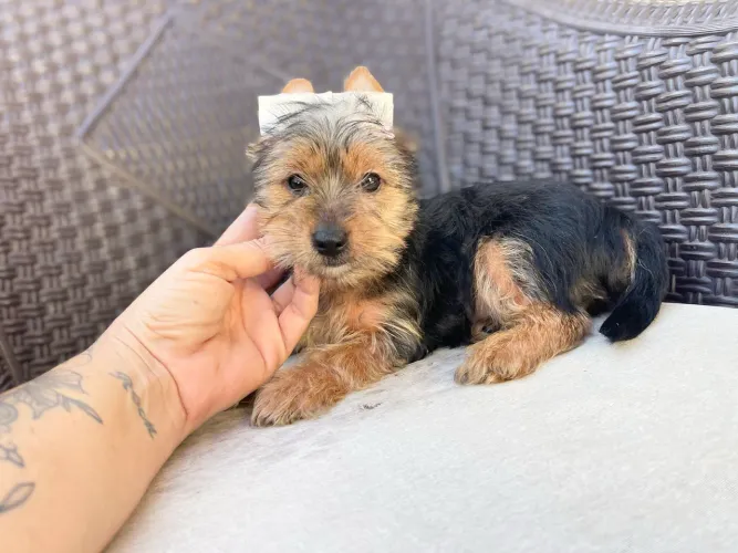 Fêmea Linda Yorkshire Terrier com 3 meses duas doses de vacina