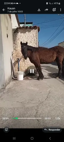 Cavalo