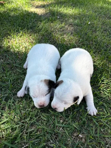 Filhotes de Jack Russel