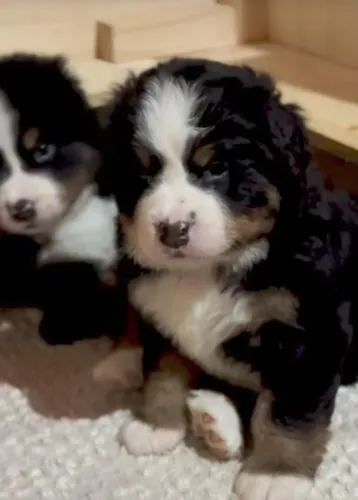 Filhotes de Bernese | Amizade verdadeira.