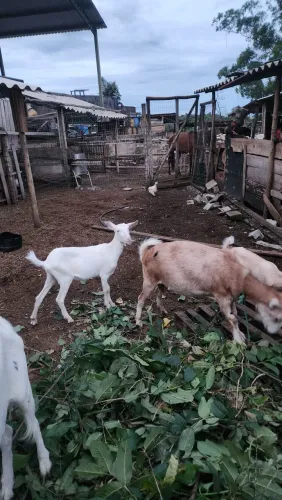 Cabrito à venda - Saudável, bem tratado R$ 500.00pronto para criação ou abate
