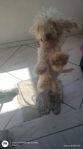 Doação de cachorro fêmea poodle