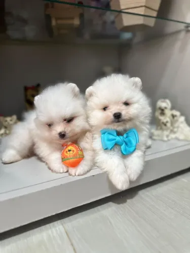 Lulu da Pomerânia