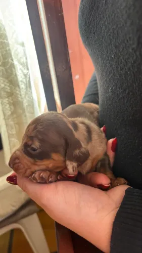 Filhote daschund fêmea merle marrom 