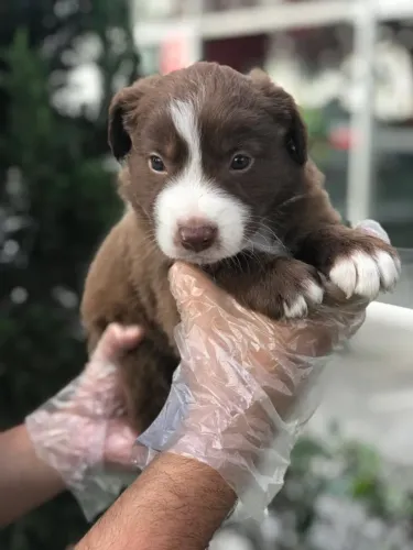 Border Collie - Velocidade, inteligência e lealdade em um só olhar!