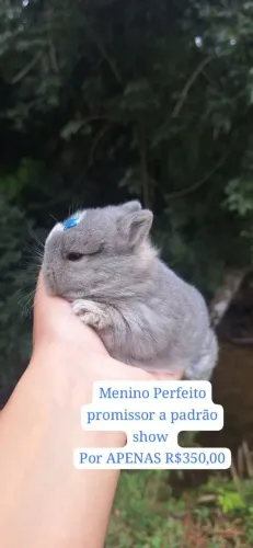 Mini coelho Netherland Dwarf ? 