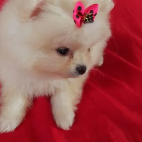 Lulu pomerania fêmea ?