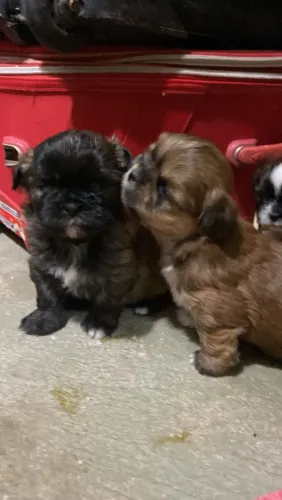 Filhotes De SHIH-TZU, Três Machos E Duas Fêmeas