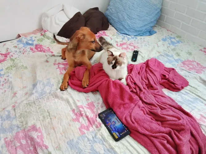 Doa se cachorro de 5 meses