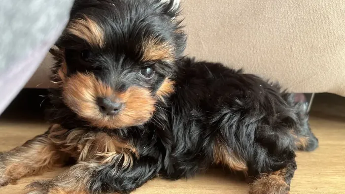 Yorkshire macho mini