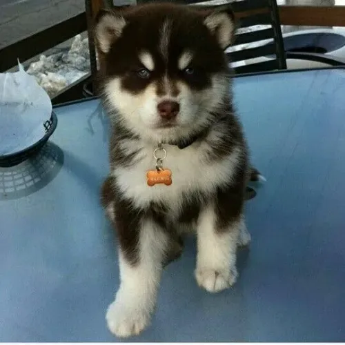 Husky siberiano O aconchego que faltava na sua casa