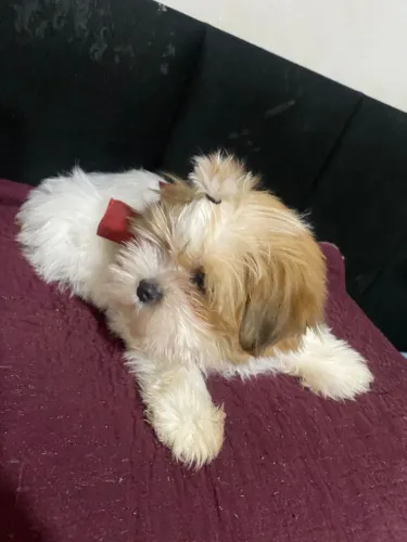 Vendo filhote de shitzu 900 reais