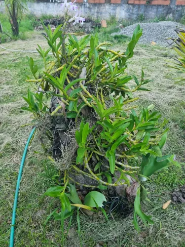 Lindo tronco com orquidea