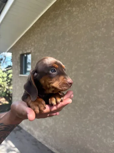 Filhote dachshund