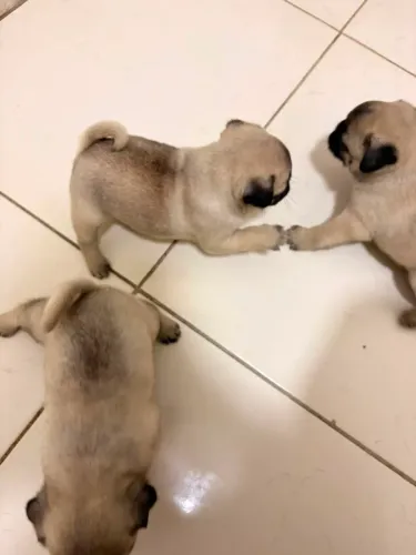 Filhotes de pugs
