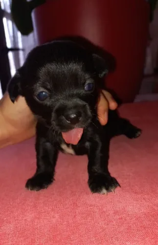 pinscher x fox paulistnha