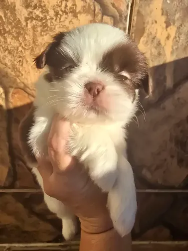 Shitzu Top nariz e olhos claros! Aceito cartão