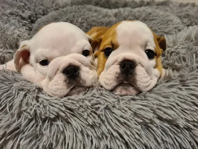 Bulldog Inglês macho e fêmea disponíveis! Me chama no WhatsApp para fotos.