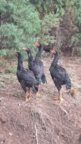 Frangas e Frangos Índio 