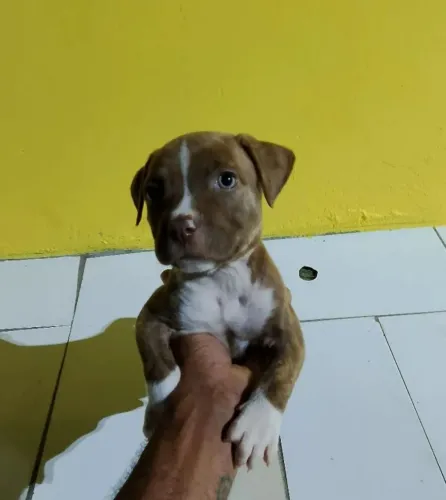 Pitbull com American bully