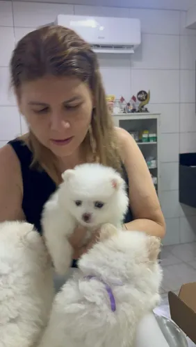 Spitz Alemão anã branca com 50 dias ! Com pedigree e micro chip pronta entrega 