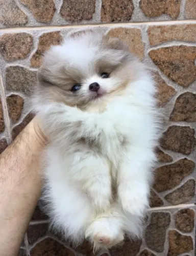 Spitz alemao peludo e brincalhao