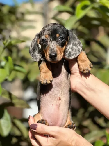 Fêmea Dachshund Alerquin miniatura