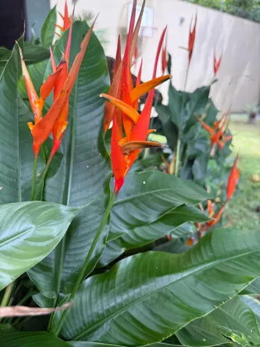 Mudas Heliconias