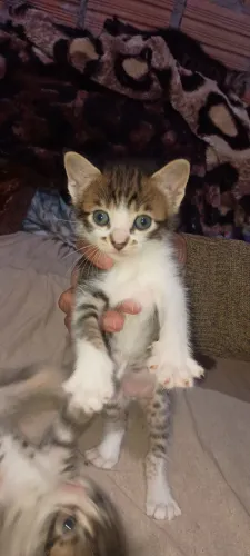 Gatinhos para doação